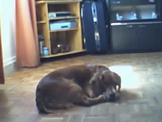 CIGANO MON CHIEN